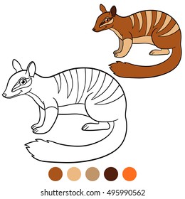 Coloring page. Little cute numbat stands and smile.