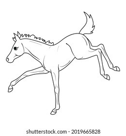 Coloring page little foal kicks. Painting for children. Isolated vector illustration.