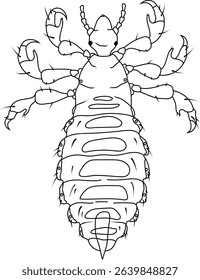 Coloring page with male head louse (Pediculus humanus)	