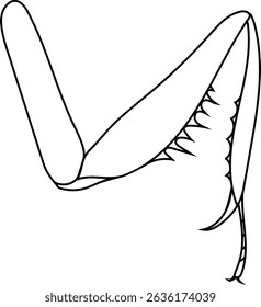 Coloring page with mantis leg for biology lesson