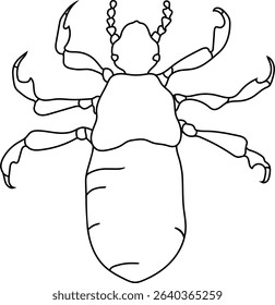  Coloring page with nymph head louse (Pediculus humanus)
