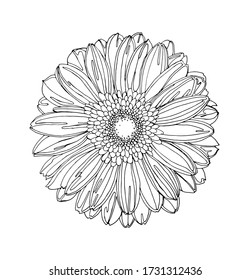 Coloring page one decorative daisy flower, top view, antistress. Vector.