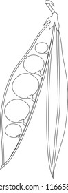 Coloring page. Opened pea pod with seeds