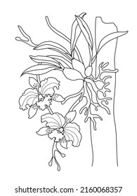 coloring page orchids vector stock illustrator for book kids, art
