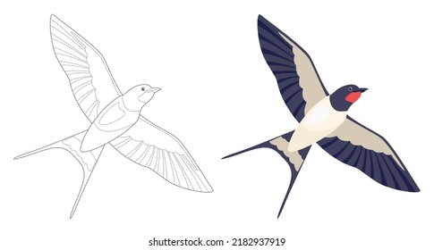 Coloring page outlined flying swallows. Bird in flight. Vector flat illustration isolated on white. Coloring book for children. 