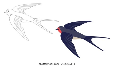 Coloring page outlined flying swallows. Bird in flight. Vector flat illustration isolated on white. Coloring book for children.