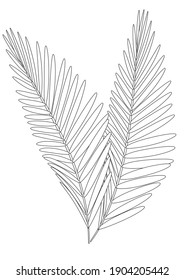 Coloring page, palm leaf isolated. Outline vector stock illustration. Plant leaf as a coloring book for adults. Colorless palm tree. Illustrated coloring book in A4 format