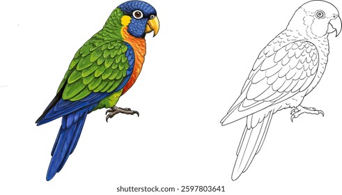 Coloring Page: A Parrot with its outline for Kids Coloring book