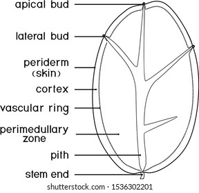 Coloring Page Parts Plant Internal Structure Stock Vector (Royalty Free ...