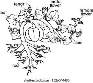 Coloring page with parts of plant. Morphology of pumpkin plant with fruit, green leaves, root system and titles