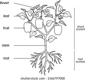 Plant Part Images, Stock Photos & Vectors | Shutterstock