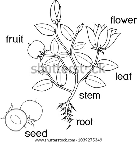 Download Coloring Page Parts Plant Morphology Flowering 스톡 벡터(사용료 ...