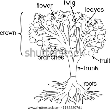 coloring page parts plant morphology tree stock vector