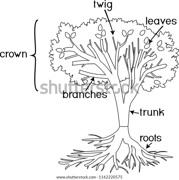 Coloring Page Parts Plant Morphology Tree Stock Vector (Royalty Free ...