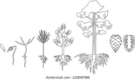 Coloring page with Pine tree life cycle. Stages of growth from seed to mature pine tree with cones