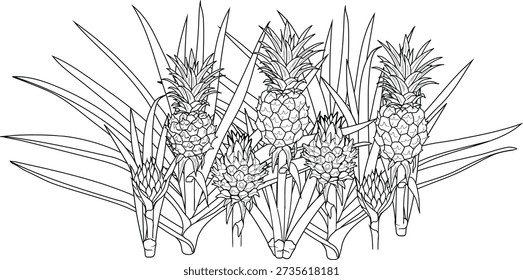 Coloring page with Pineapple plants (Ananas comosus) isolated on white background