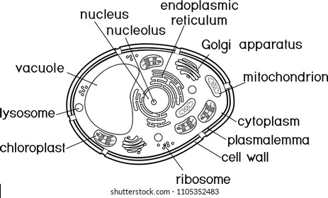Eukaryotic Cell Images, Stock Photos & Vectors | Shutterstock