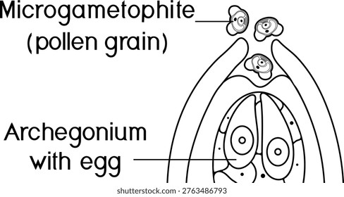 Coloring page with pollination in spruce. Female and male gametophytes on white background