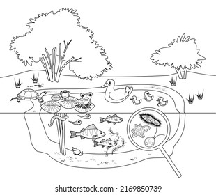Coloring page with pond ecosystem with flowering water-lily plants, duck with ducklings, turtle, frog, fishes and microscopic unicellular organisms under magnifying glass