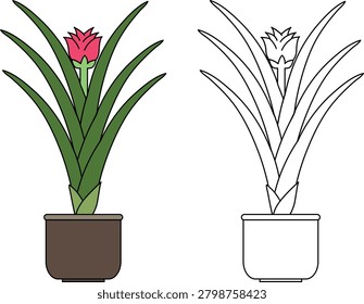 Coloring page with potted pineapple plant (Ananas comosus) with pink flower. Color and outline versions vector illustration