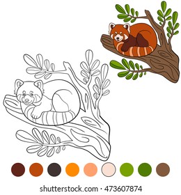 Coloring page: red panda. Little cute red panda on the tree branch.