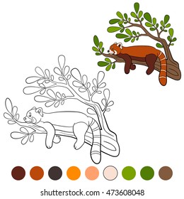 Coloring page: red panda. Little cute red panda on the tree branch.