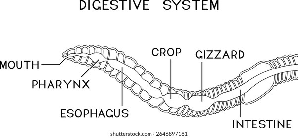 Página de coloração com esquema do sistema digestivo da minhoca para lição de biologia	