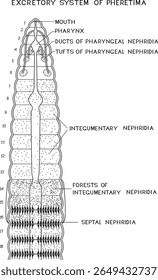 Página de coloração com esquema de sistema excretor da minhoca de Pheretima com nefridia faríngea, tegumentar e septal para aula de biologia. Diagrama do sistema excretor da minhoca