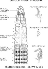 Página de coloração com esquema de sistema excretor da minhoca de Pheretima com nefridia faríngea, tegumentar e septal para aula de biologia. Diagrama do sistema excretor da minhoca