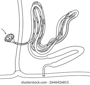 Coloring page with scheme of nephridium of earthworm (Lumbricus terrestris) for biology lesson