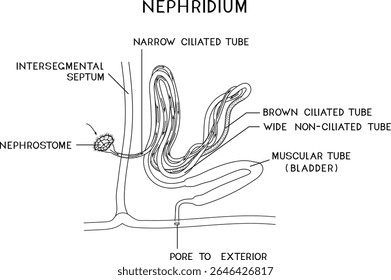 Coloring page with scheme of nephridium of earthworm (Lumbricus terrestris) for biology lesson