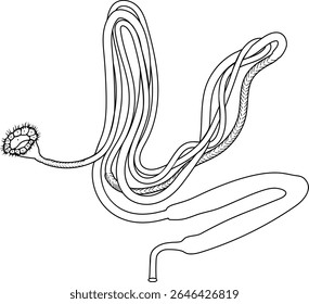 Coloring page with scheme of nephridium of earthworm (Lumbricus terrestris) for biology lesson