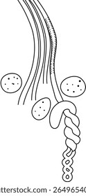 Coloring page with scheme of pharyngeal nephridium with blood glands of Pheretima earthworm for biology lesson. Diagram of excretory system of earthworm
