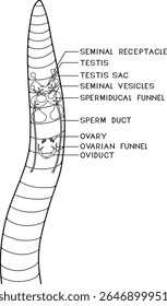 Coloring page with scheme of reproductive system of earthworm for biology lesson	