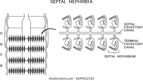 Página de coloração com esquema do sistema nefrídico septal da minhoca de Pheretima para a lição de biologia. Diagrama do sistema excretor da minhoca