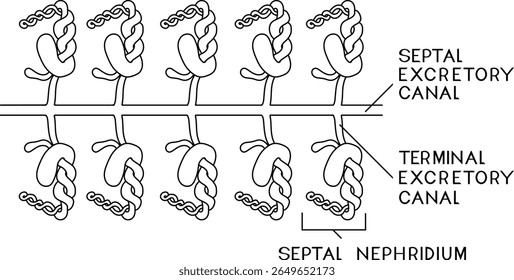 Página de coloração com esquema do sistema nefrídico septal da minhoca de Pheretima para a lição de biologia. Diagrama do sistema excretor da minhoca