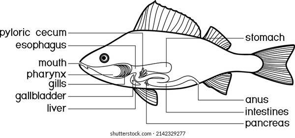 Coloring Page Scheme Structure Fish Digestive Stock Vector (Royalty ...