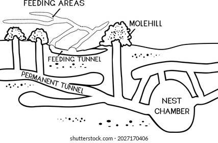 Coloring page. Scheme of structure of underground mole tunnels