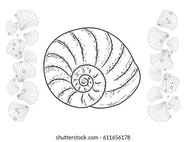 Coloring page seashell. Black and white vector illustration.
