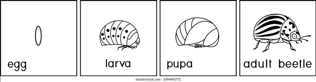 Coloring page. Sequence of stages of development of Colorado potato beetle or Leptinotarsa decemlineata from egg to adult insect