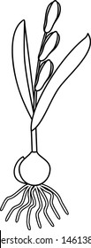 Coloring page with Siberian squill or Scilla siberica plant with leaves and flowers and bulb