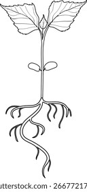 Página de coloração com broto de bétula (Betula pendula) com sistema radicular isolado no fundo branco	