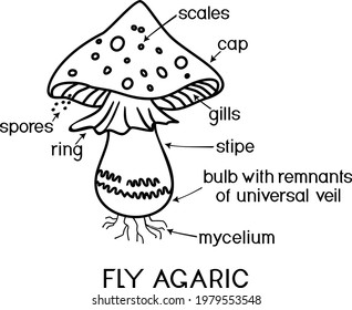 Coloring page with structure of cartoon fruiting body of fly agaric (Amanita muscaria) mushroom isolated on white background