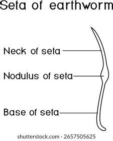 Coloring page with structure diagram of seta of earthworm for biology lessons	
