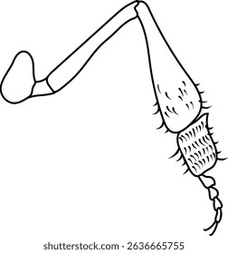 Coloring page with structure of foragial leg (leg of worker honey bee) for biology lesson	