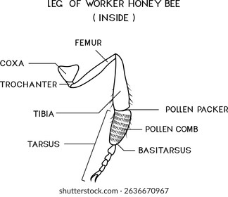 Coloring page with structure of foragial leg (leg of worker honey bee) for biology lesson	
