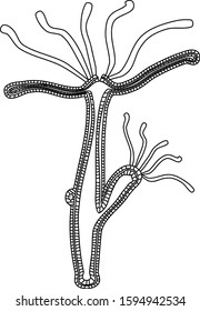 Hydroids Stock Illustrations, Images & Vectors | Shutterstock