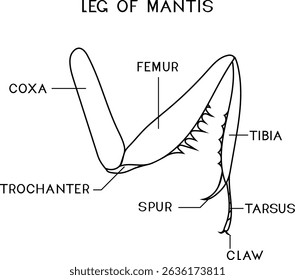 Coloring page with structure of leg of mantis for biology lesson