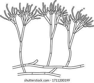 Coloring Page With Structure Of Penicillium. Mycelium With Conidiophore And Conidium Isolated On White Background