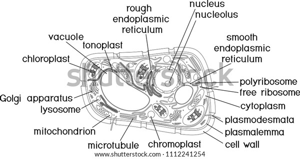 Coloring Page Structure Plant Cell Titles Stock Vector Royalty Free